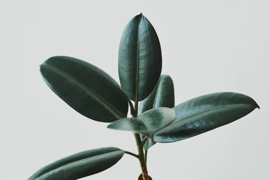 Top 10 plantas artificiales: ficus 